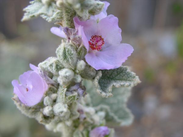Davidson's bushmallow